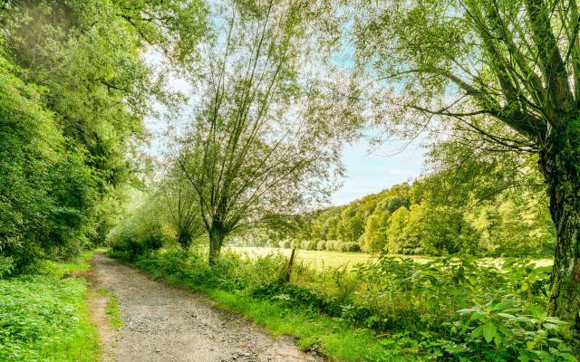 Rheinland Wald Weg