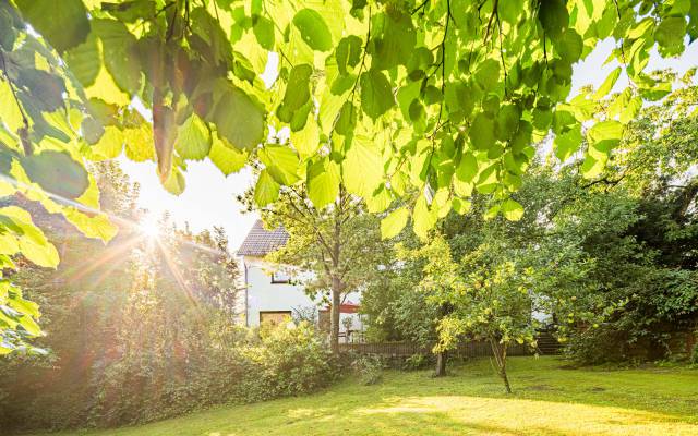 Baum im Graswiese Garten des Hotels Nussbaum in Ratingen