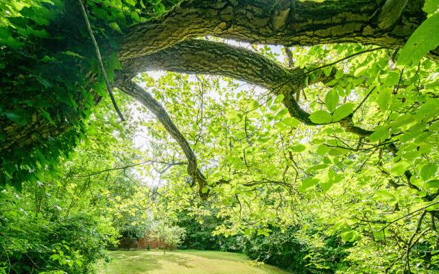 Baum und Wiese im Garten des Hotels Nussbaum in Ratingen