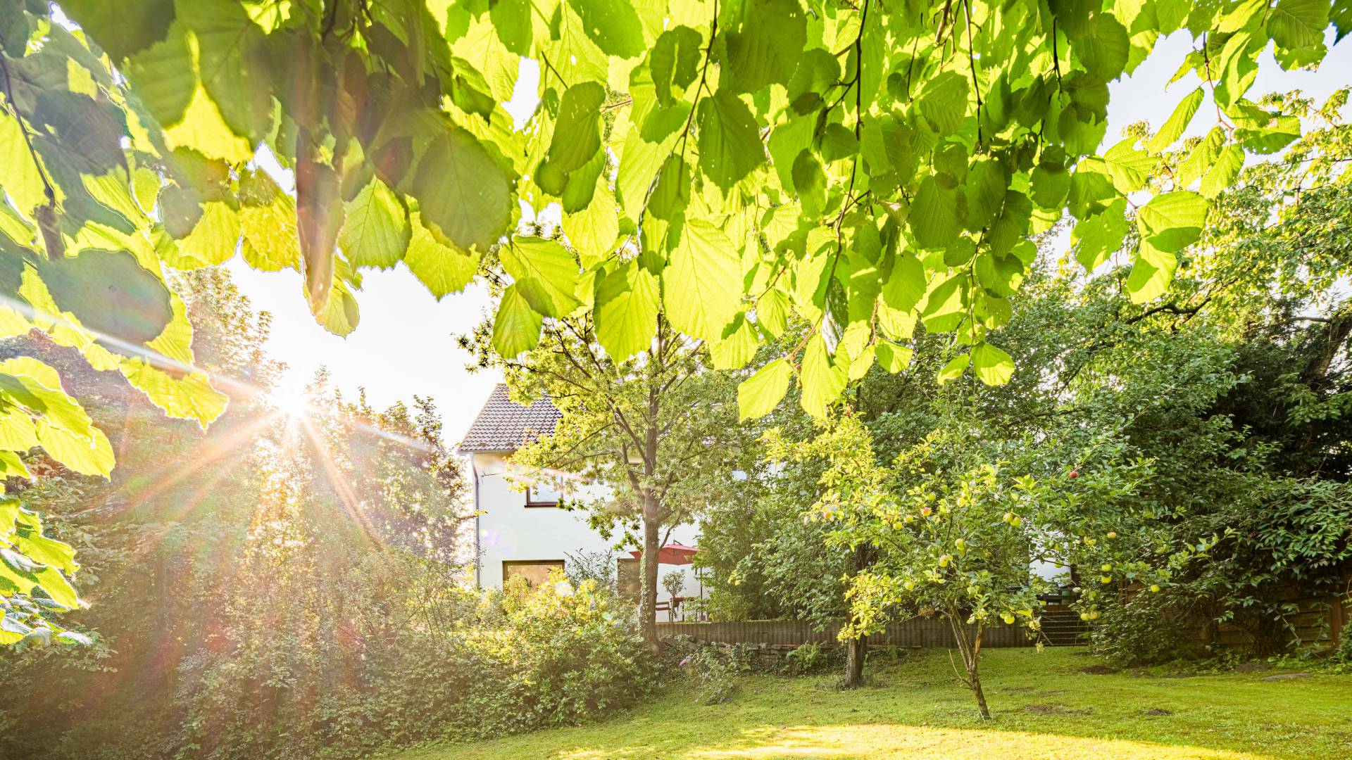 Baum im Graswiese Garten des Hotels Nussbaum in Ratingen