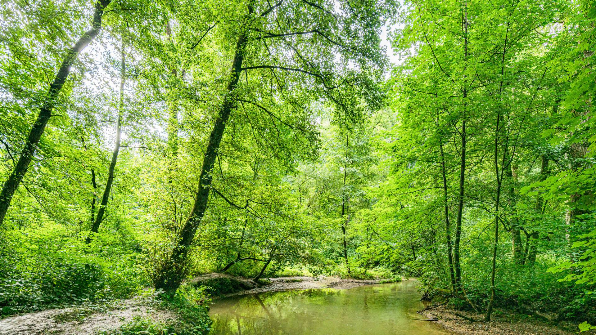 Fluss und Wald beim Hotel Nussbaum in Ratingen